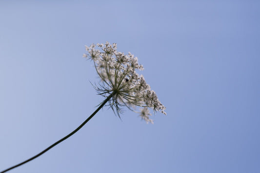 Licht – litha – Sommersonnwende