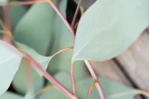 eukalyptus - ein myrtengewächs