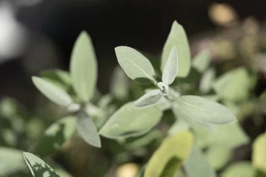 Salbei - salvia officinalis